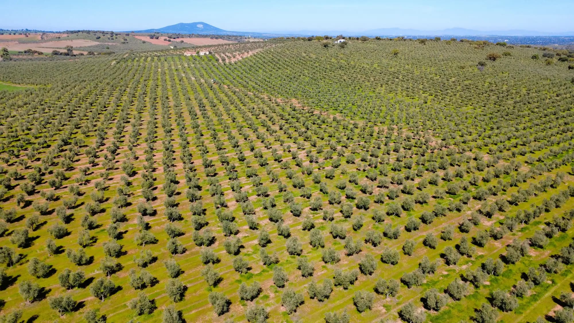 Vista aérea de las hileras del olivar de Martín de Prado