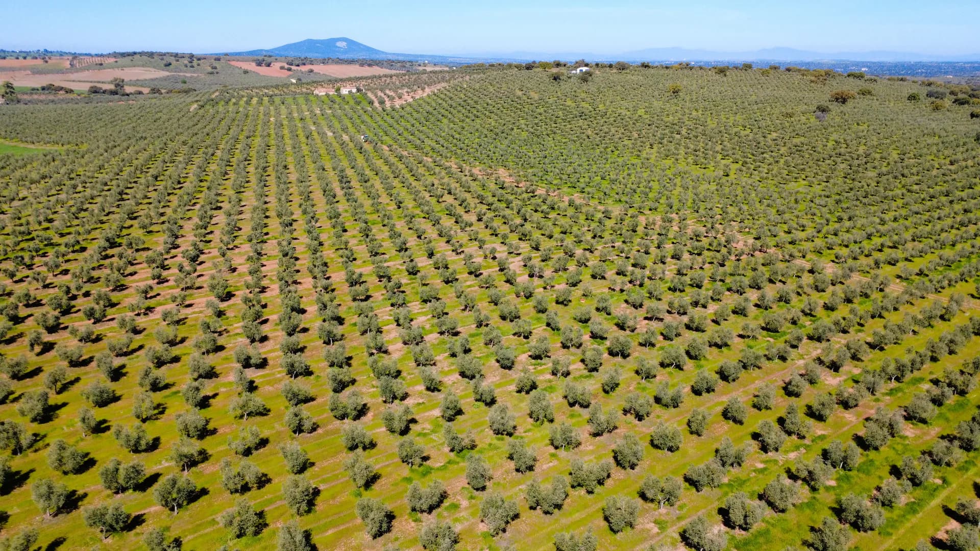 Vista aérea del olivar de Martín de Prado en Extremadura.